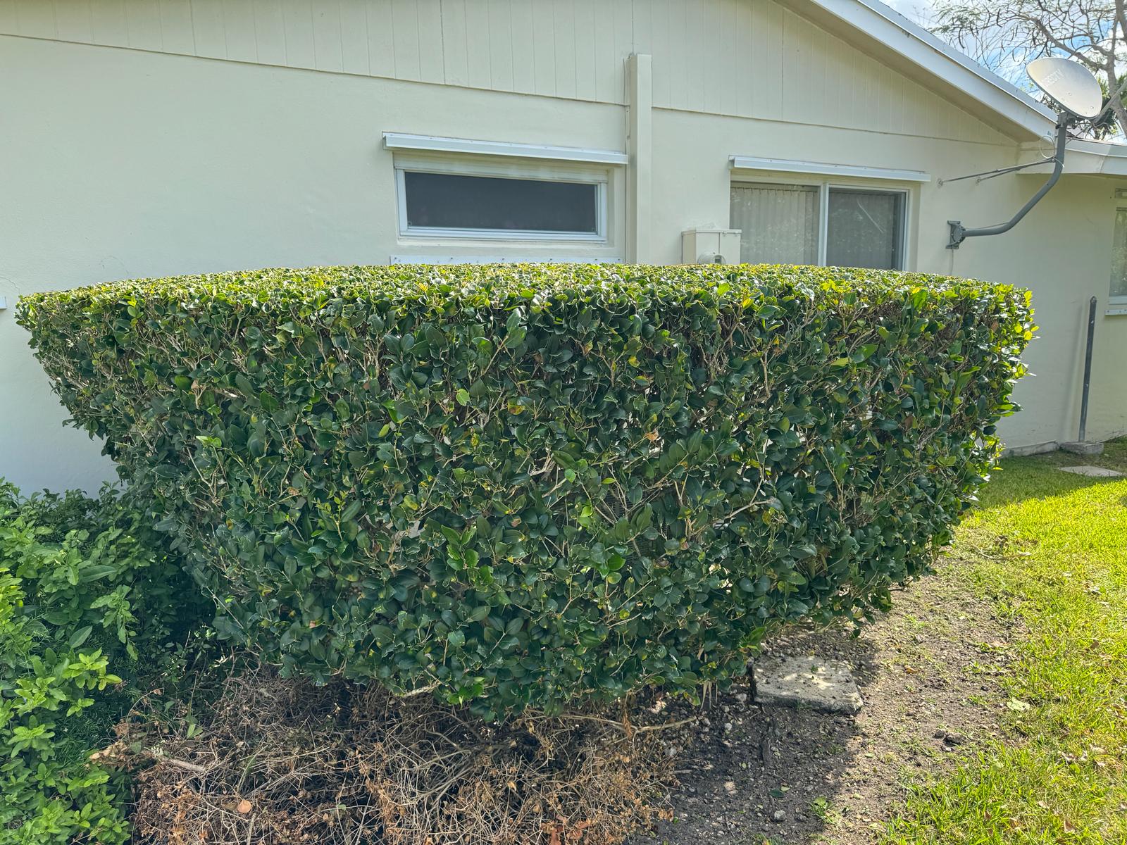 Freshly mowed and edged residential lawn in Miami by Gusano Lawn Care